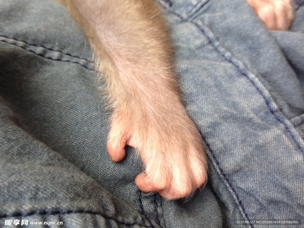 猴子的爪子