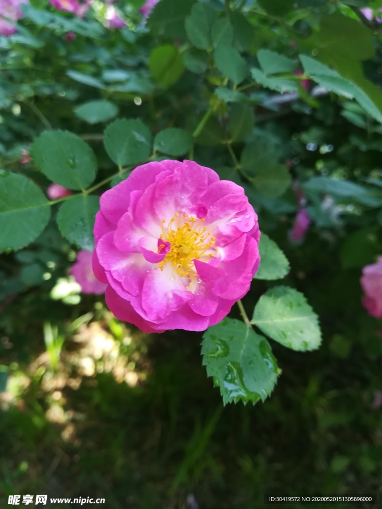 鮮花夏日