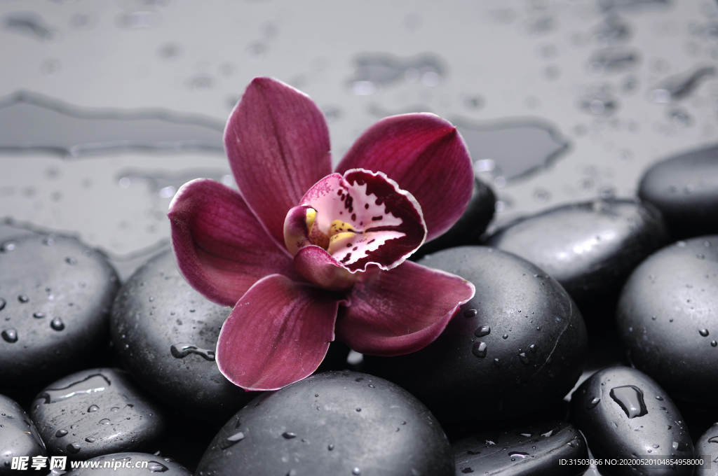 蘭花圖片
