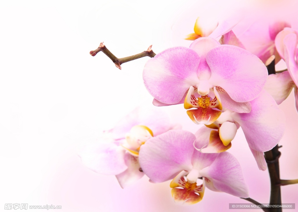 蘭花圖片