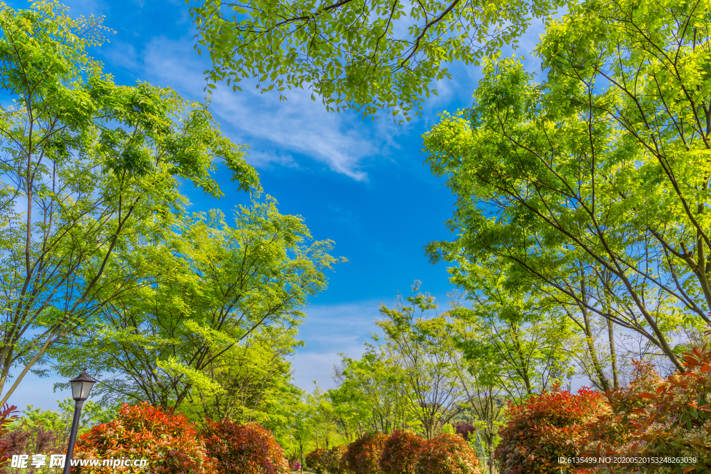植物園 樹(shù)
