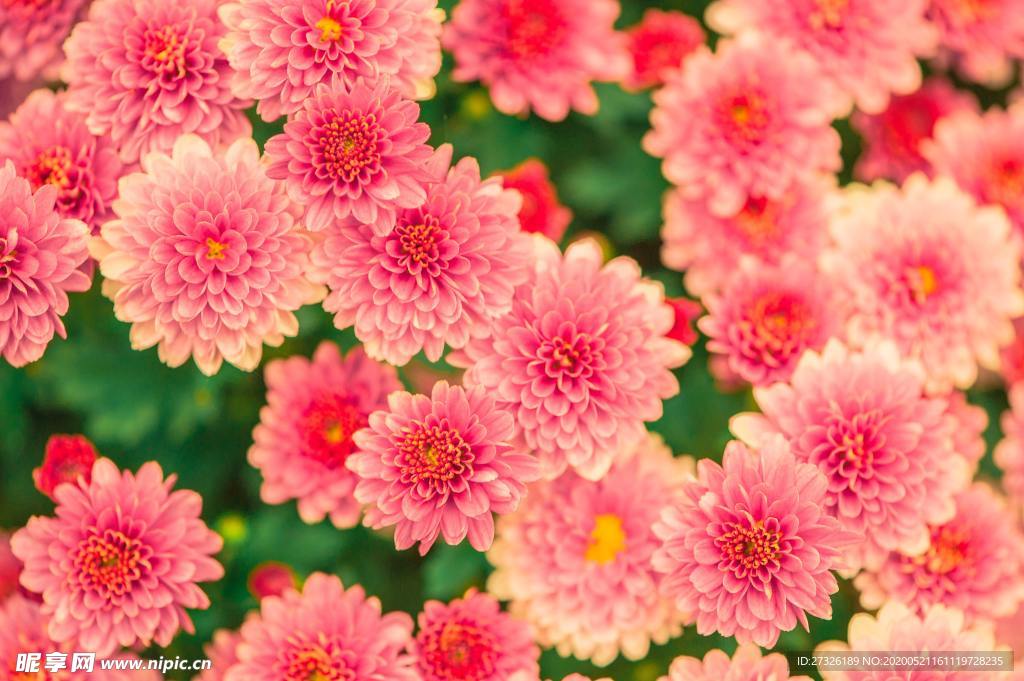 雛菊