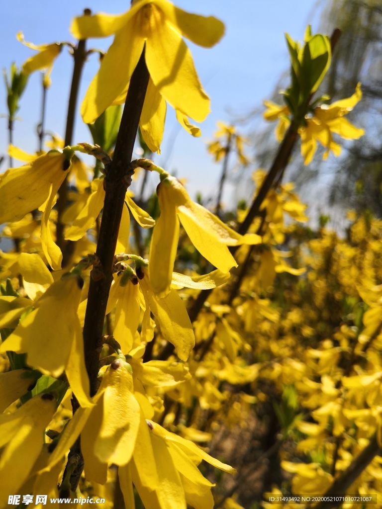 春天户外黄色迎春花风景
