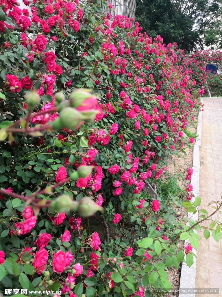 春天户外花园红色粉色月季花玫瑰