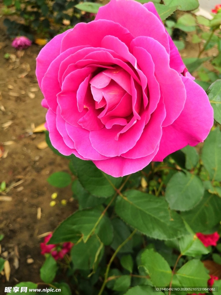 春天戶外花園粉色紅色月季花朵