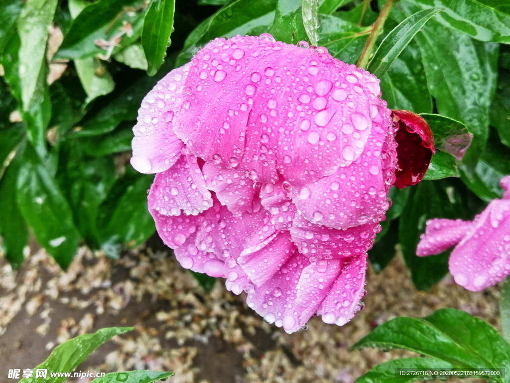 芍藥花