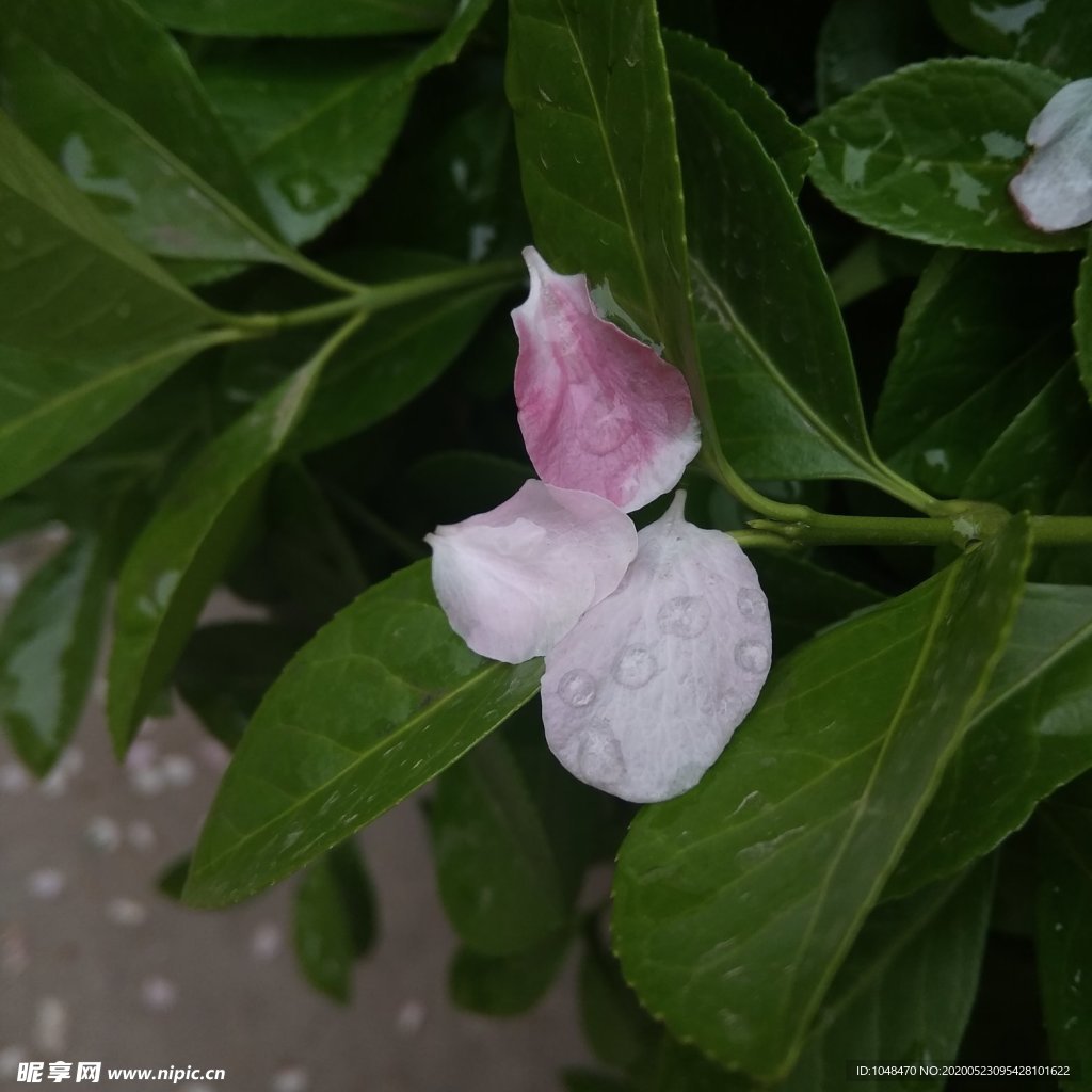 雨中花瓣