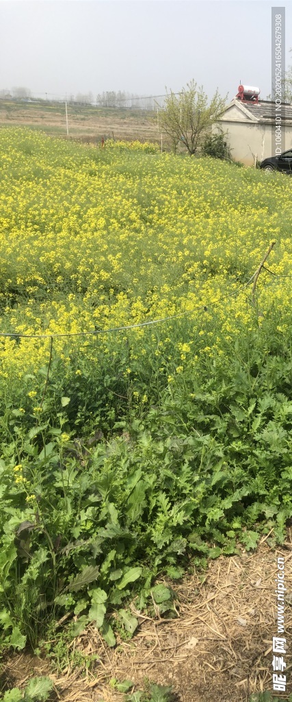 花