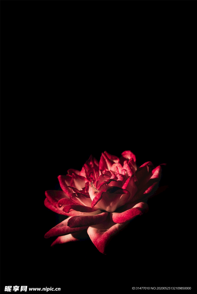 黑暗中的玫瑰花