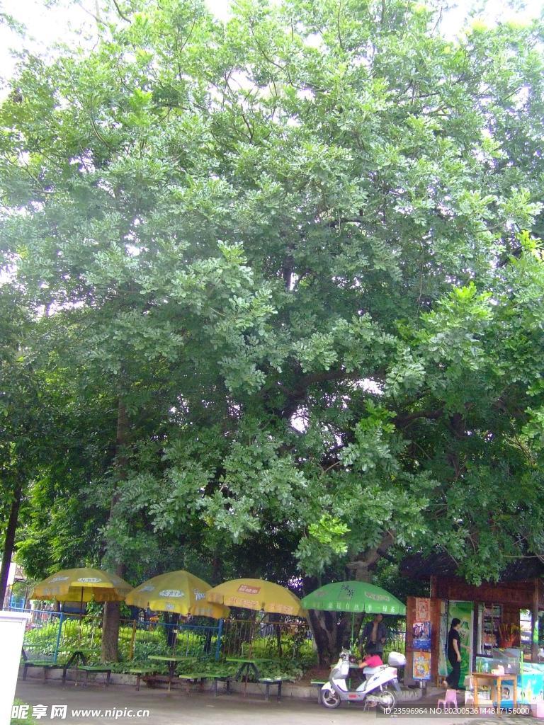 吊瓜樹全貌