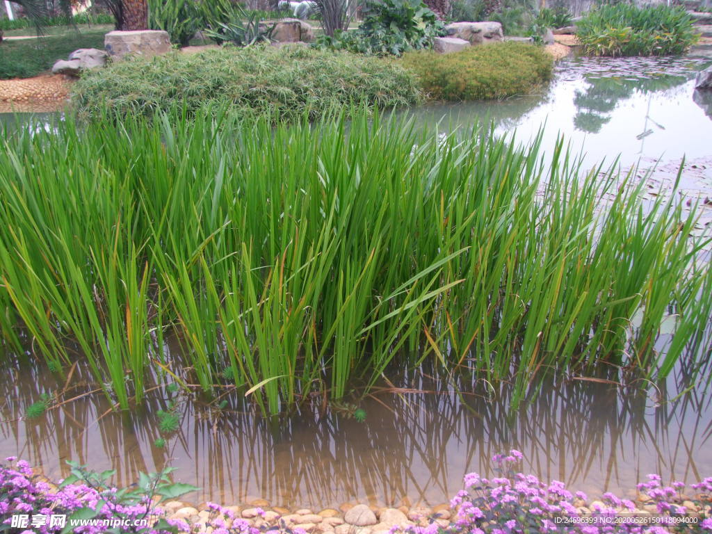 菖蒲植株