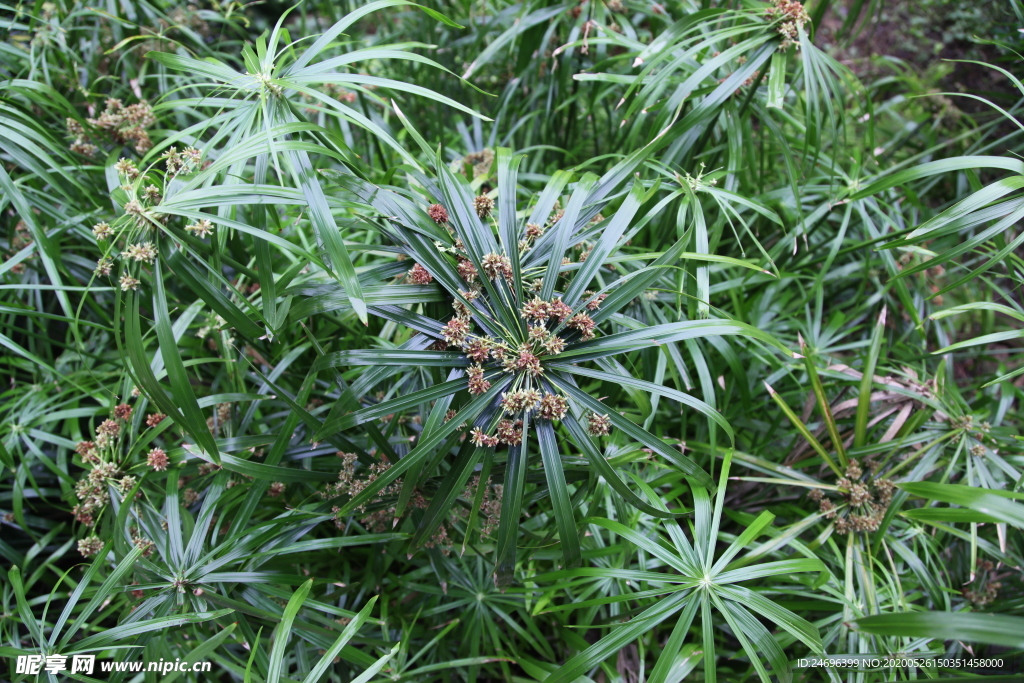旱傘草
