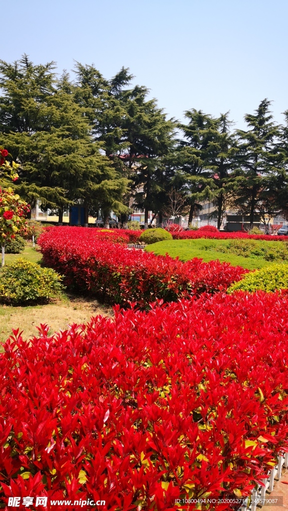 校園石楠紅