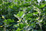 灰菜 野菜