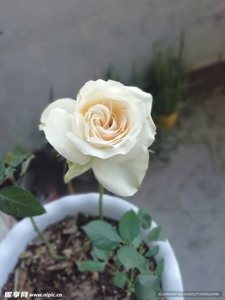 白色玖瑰花
