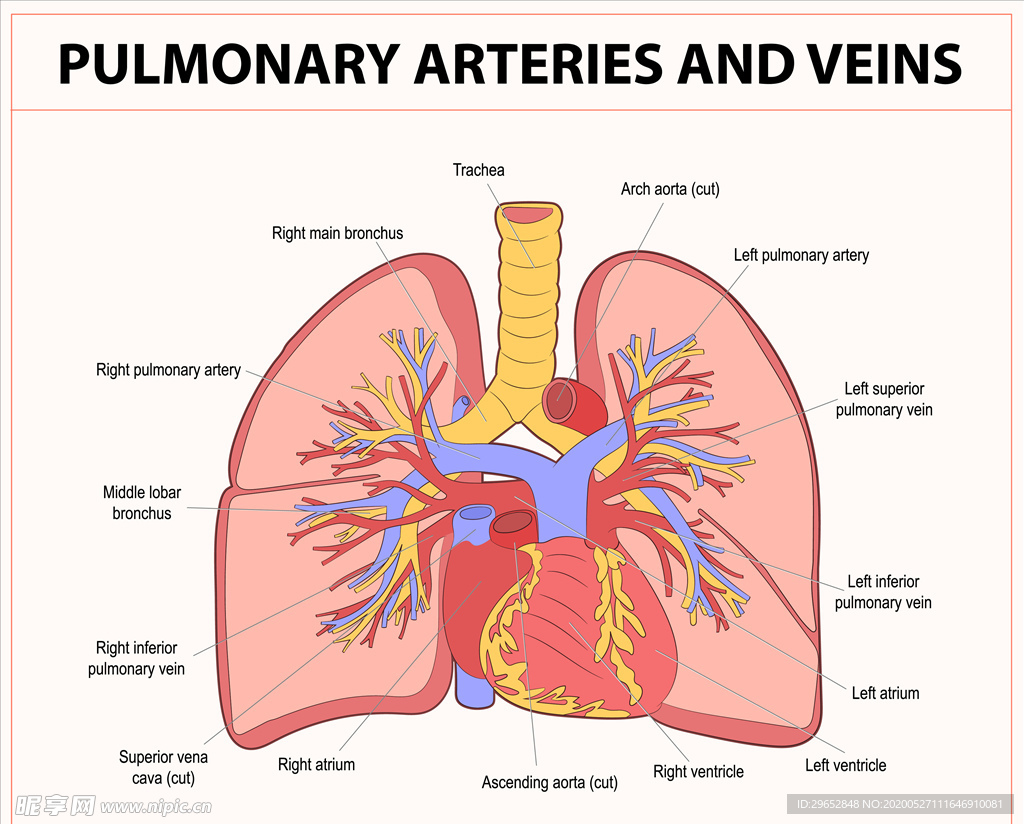 肺器官结构