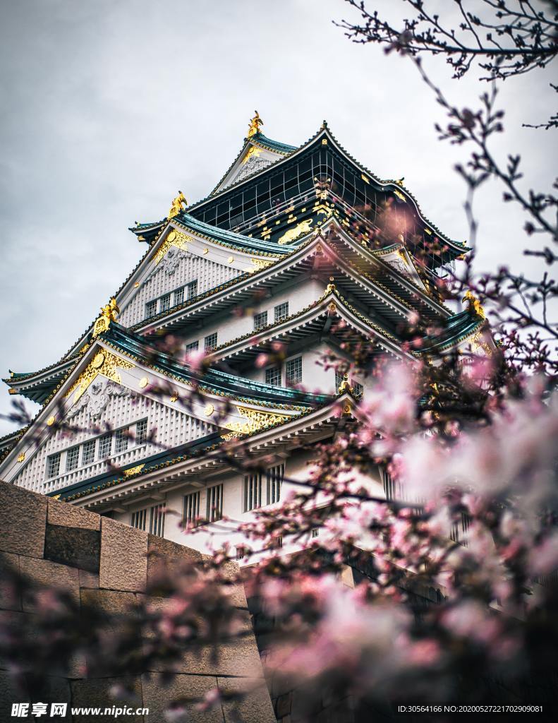 日本东京寺庙樱花合成背景素材