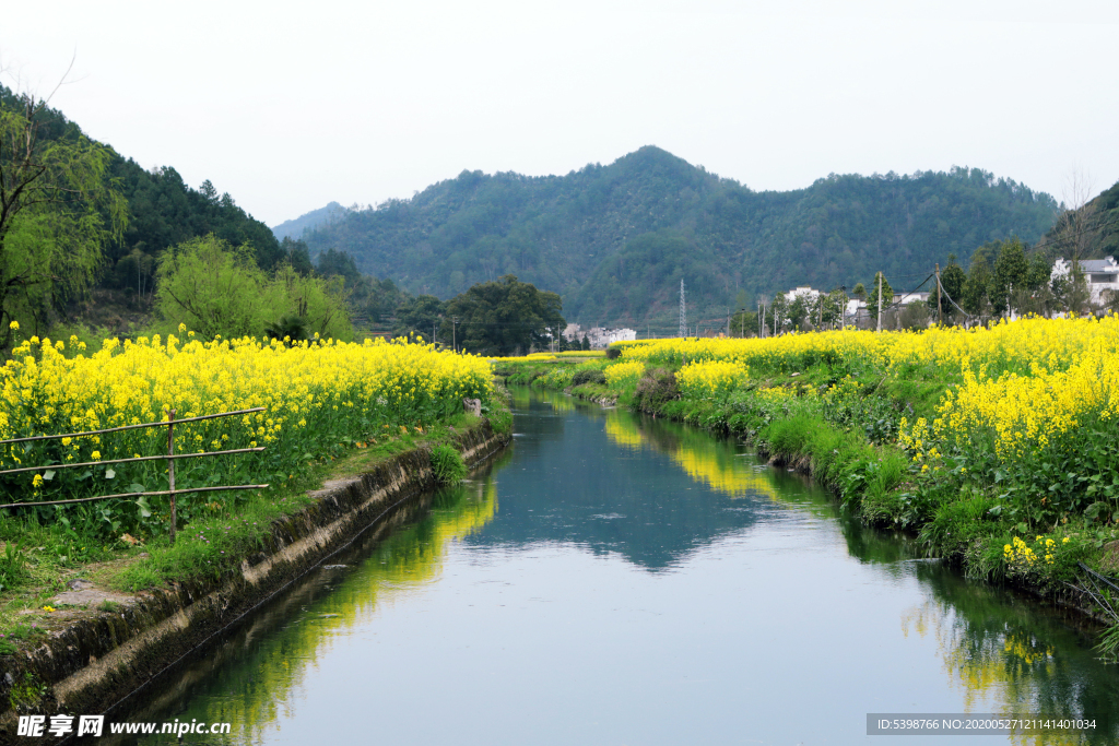 油菜花