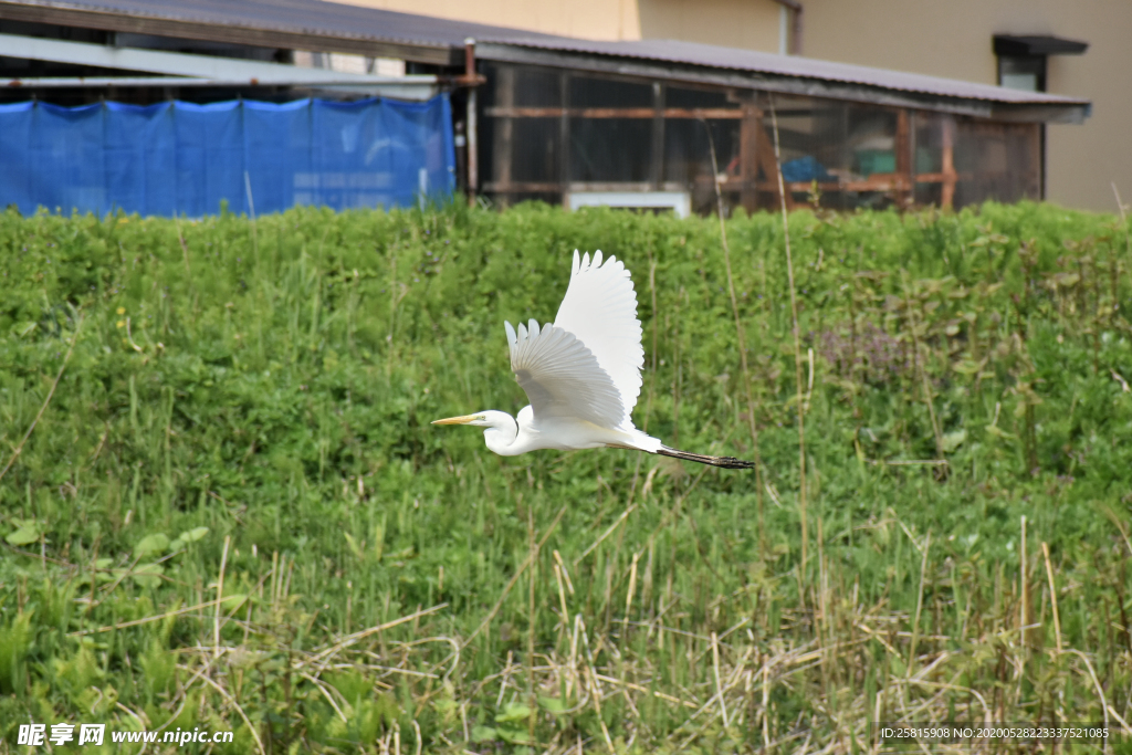 白鷺空山鳥語圖片