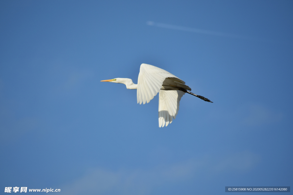 白鷺空山鳥語圖片