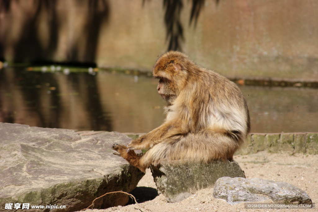 狒狒猴子猕猴图片