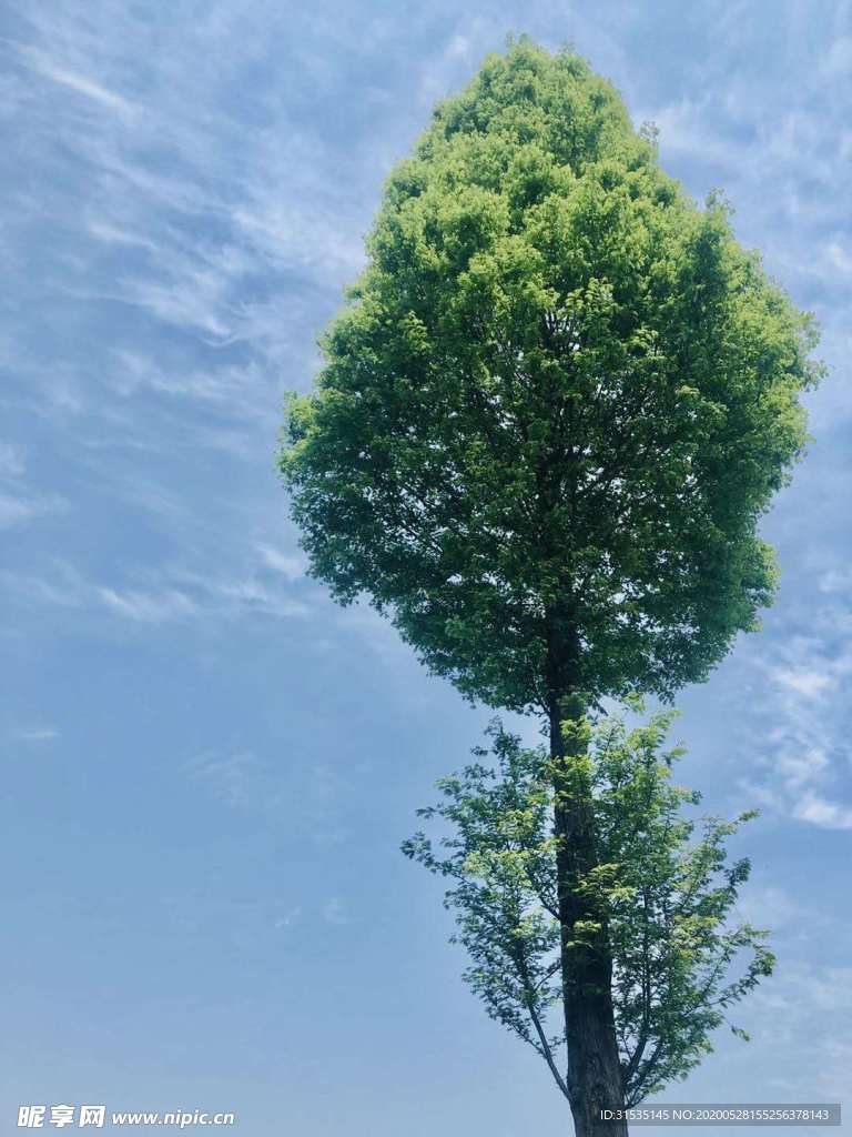 藍藍的天空和綠樹