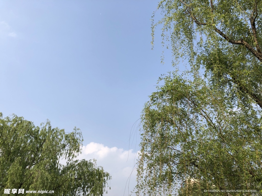 柳樹天空
