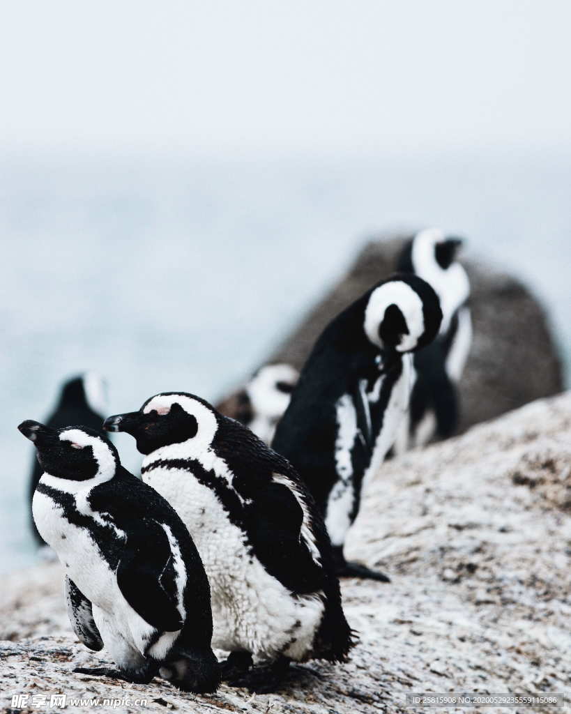 企鹅可爱图片