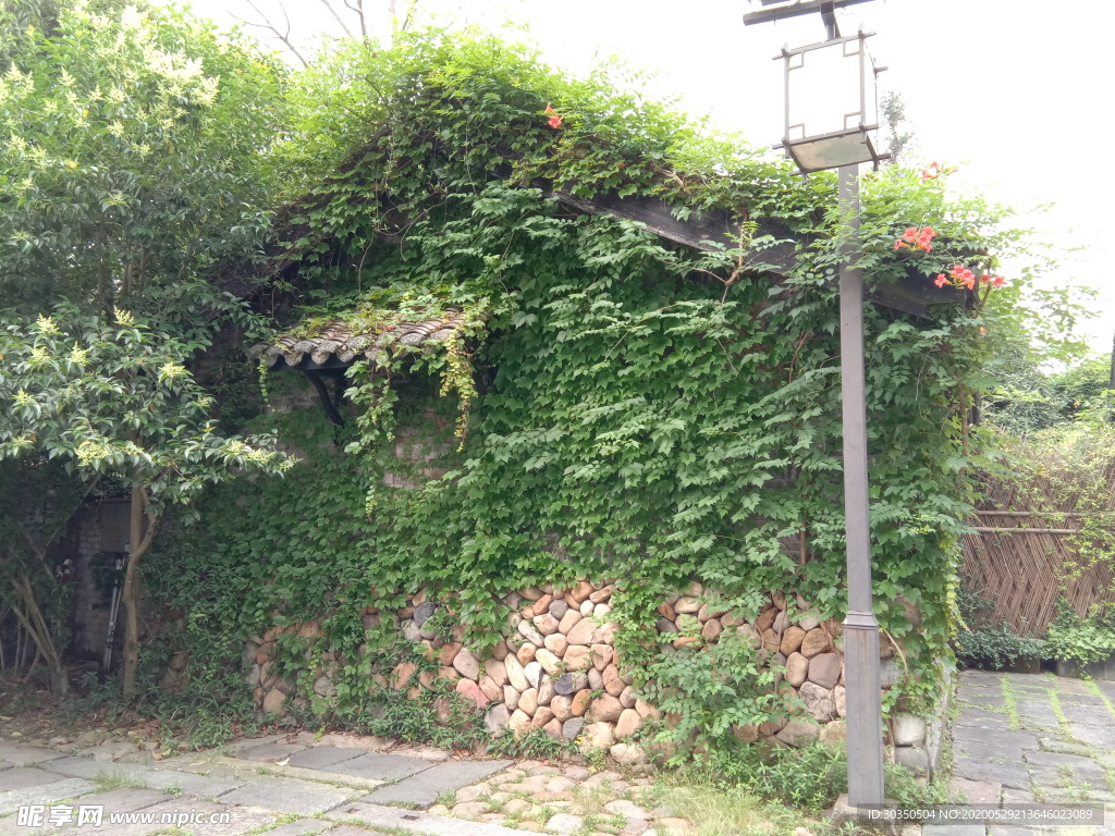 爬滿爬山虎的小屋