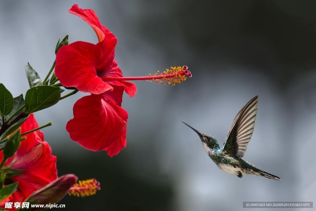 蜂鳥花