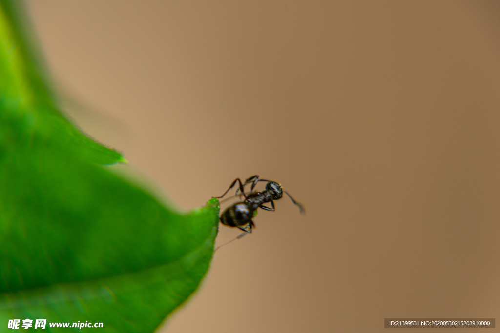 蚂蚁和绿叶