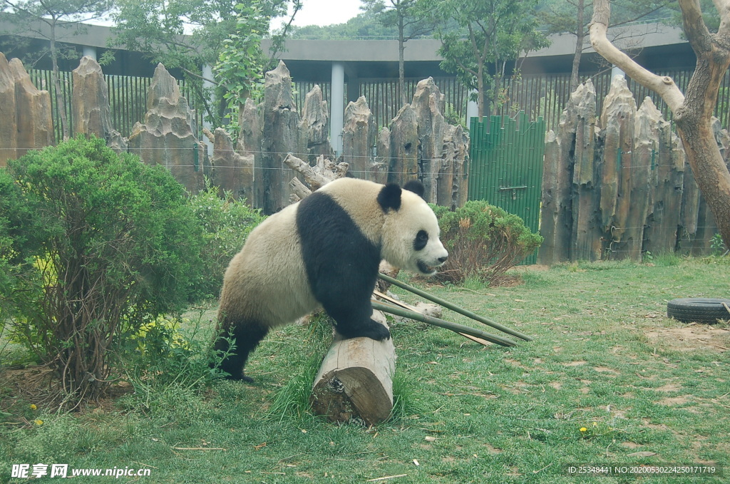 熊貓