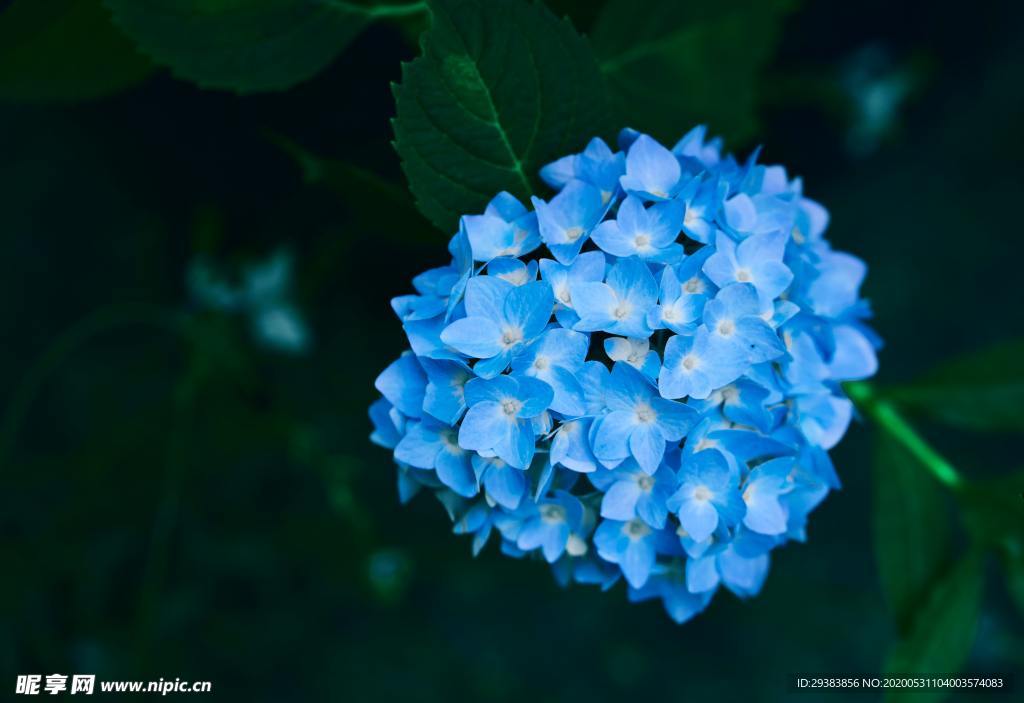 繡球花