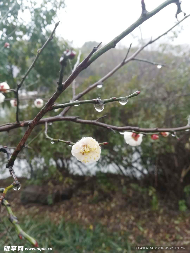 雨后梅花