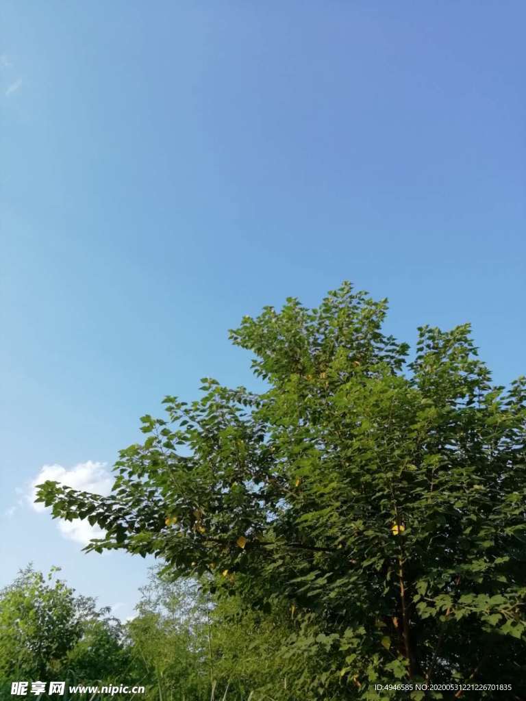 樹