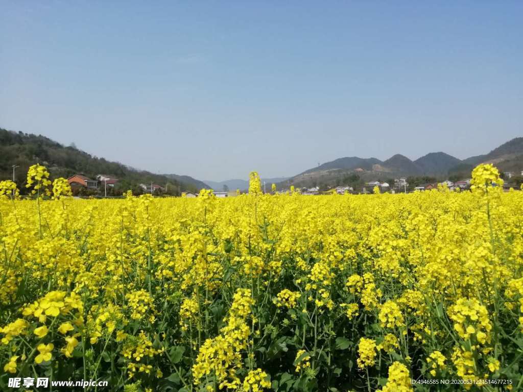 油菜花