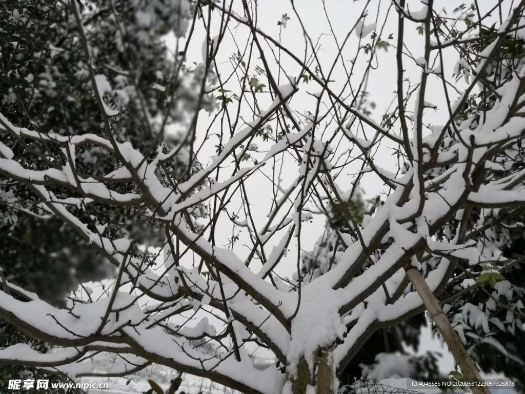 樹枝
