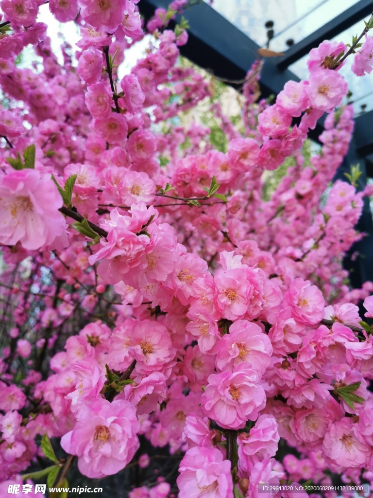 桃花季