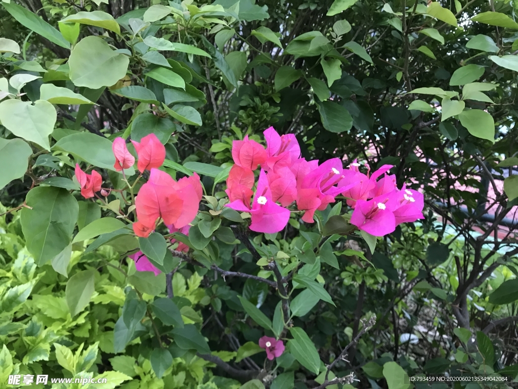角花