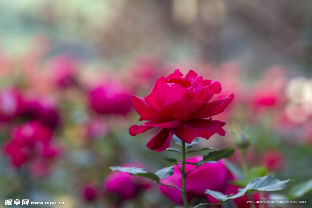 玫瑰花公園