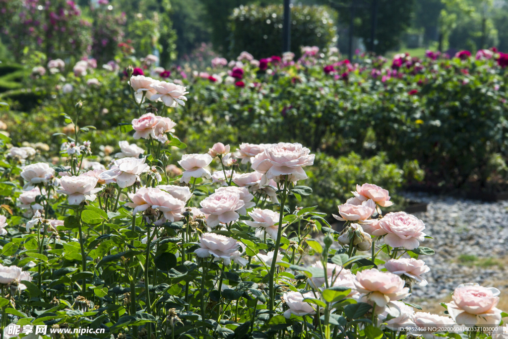 玫瑰花公園