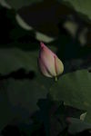 荷包花