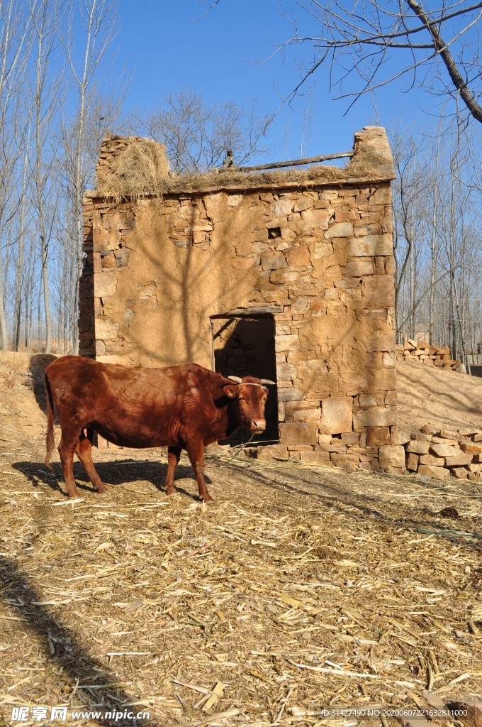 老黄牛与破房子