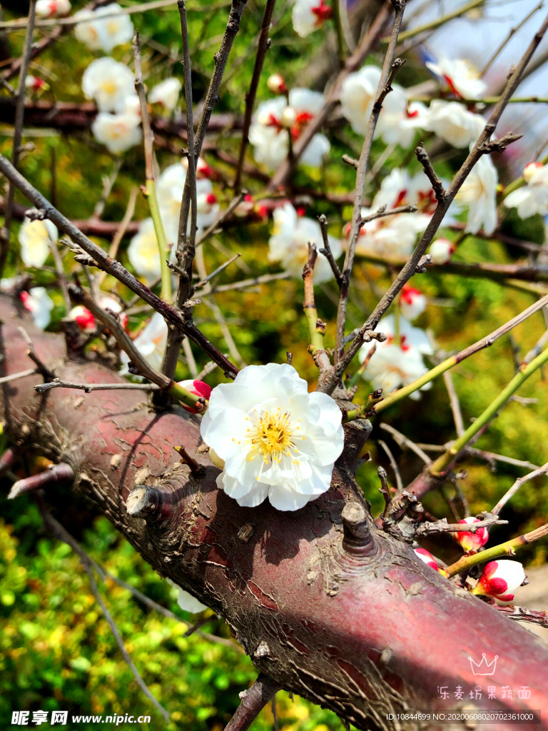 梅花
