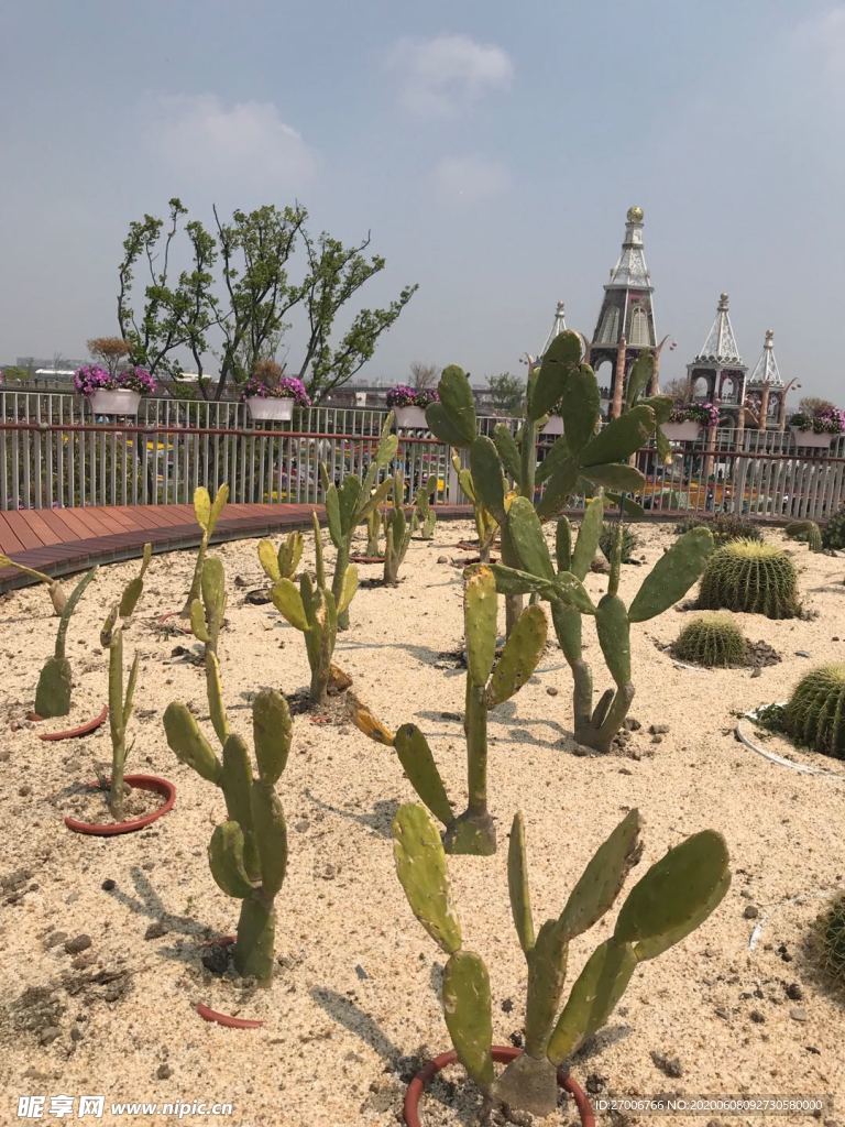 植物拍攝