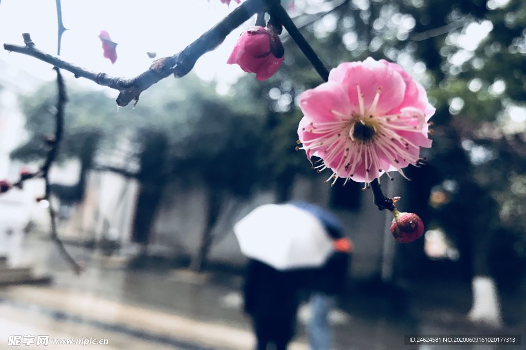 雨梅