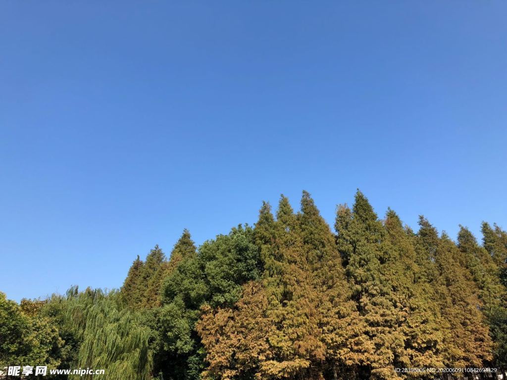 樹木