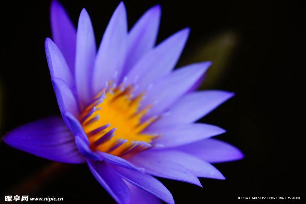 藍花圖片