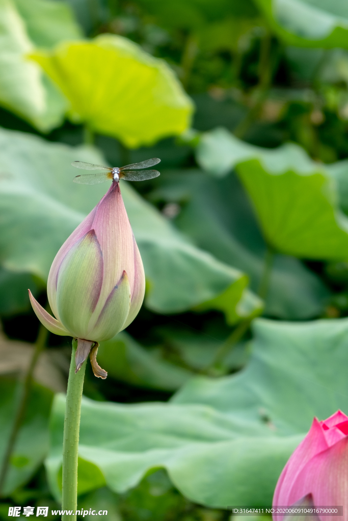 蜻蜓點荷苞