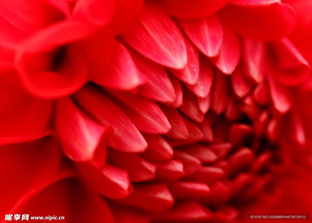 紅色菊花